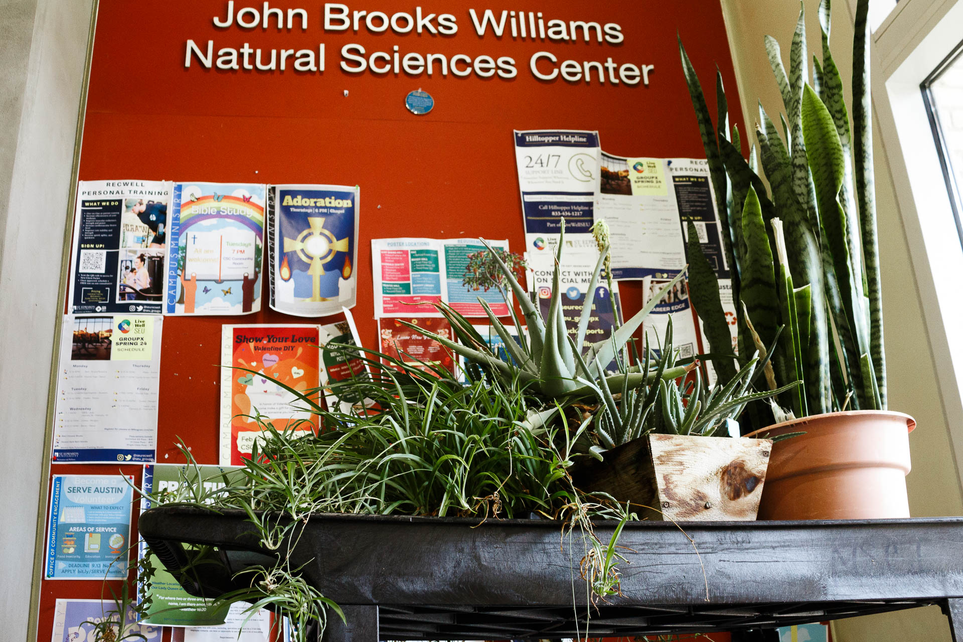 约翰·布鲁克斯·威廉斯的维修工作迫使温室植物暂时迁移到科学大楼走廊内
