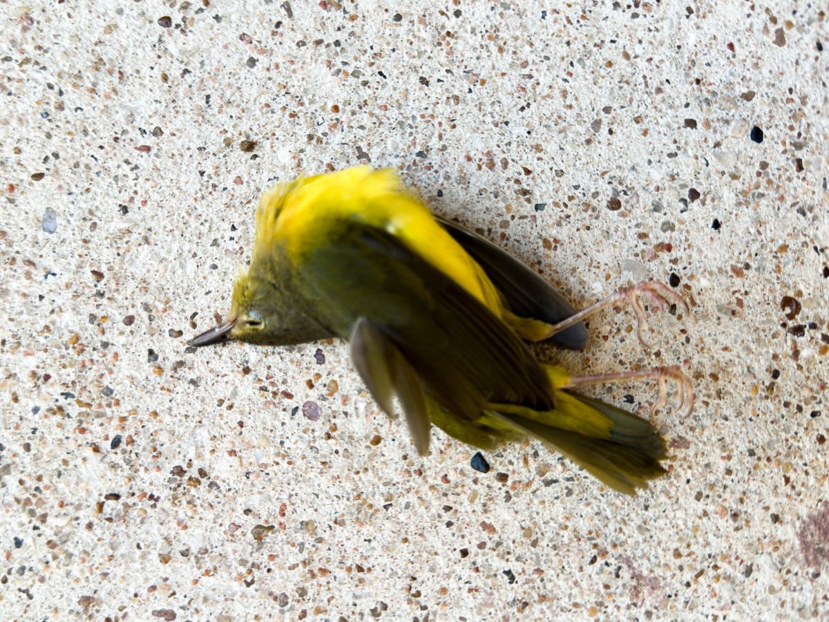 Mourning Warblers are being killed off via window strikes on the SEU campus particularly within the St. André Apartments. 