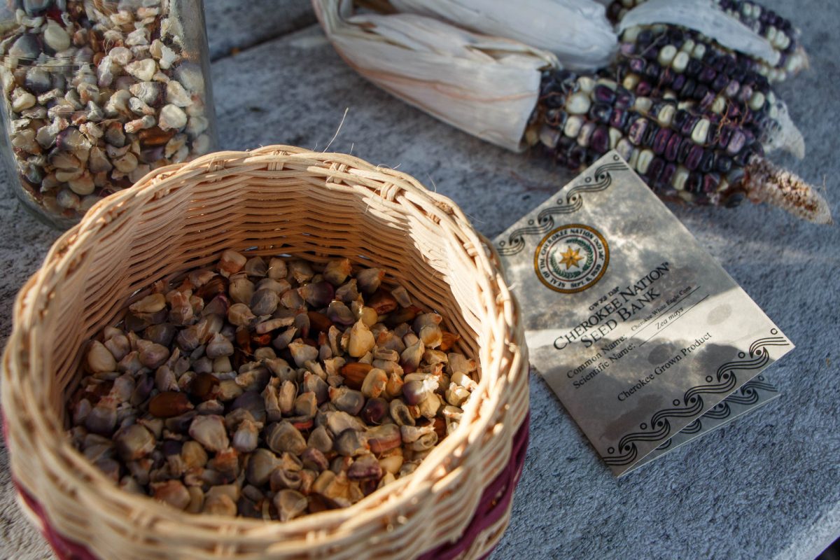 A vibrant display of Cherokee heirloom corn, showcasing a variety of colors and textures. These kernels, cultivated on campus, are part of a larger effort to preserve indigenous agricultural traditions and promote biodiversity.