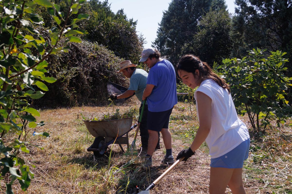 Roy Johnson, campus arborist and sustainability coordinator, works alongside the volunteers to get the food forest ready for the winter cover crops. “I'm hoping that even if they're just volunteering per requirement or other reason, that at least some of them get inspired to get more invested and come back,” Johnson said.