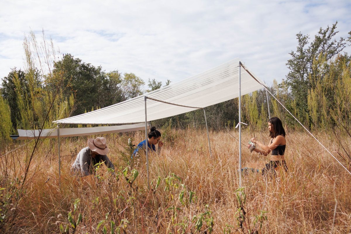 Amy Concilio, Ph.D., (left) Desiree Lugo-Marquez and Margaux Ordeveza collect soil samples from a covered sample site intended to simulate extreme drought conditions for the grasses being studied. 