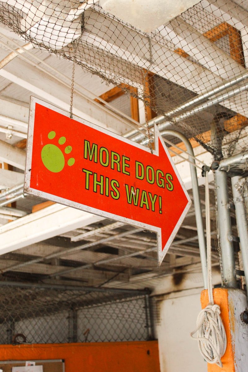  A sign at Austin Pets Alive! points the way to more kennels, where some of the shelter's 300+ dogs await their forever homes. While Austin maintains a remarkable 98% live-release rate, the shelter remains consistently at capacity.